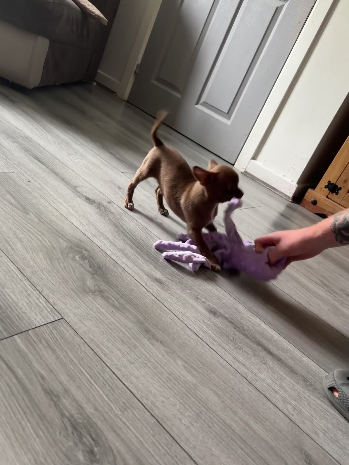 Chihuahua dogs for sale: Chocolate Male, Green eyes, KC registered💚 - Video 1