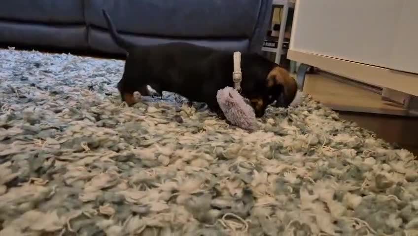 Miniature Dachshund dogs for sale: Wire Haired Dachshund Puppies KC Registered  - Video 2