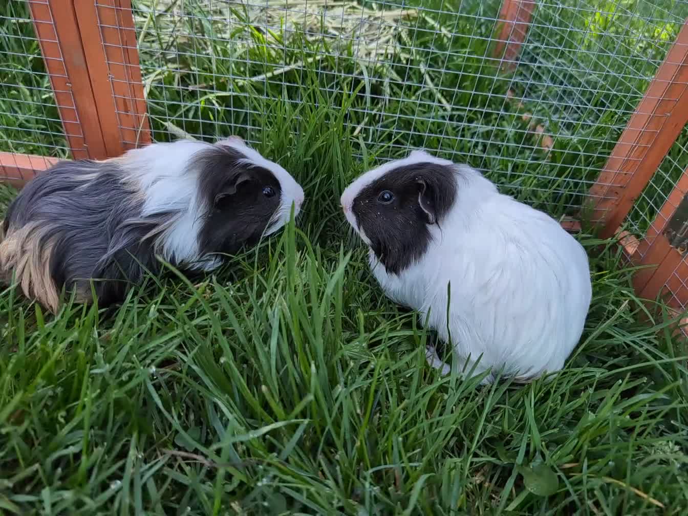 Guinea Pig rodents for sale: 2 Guinea pigs, together - Video 1