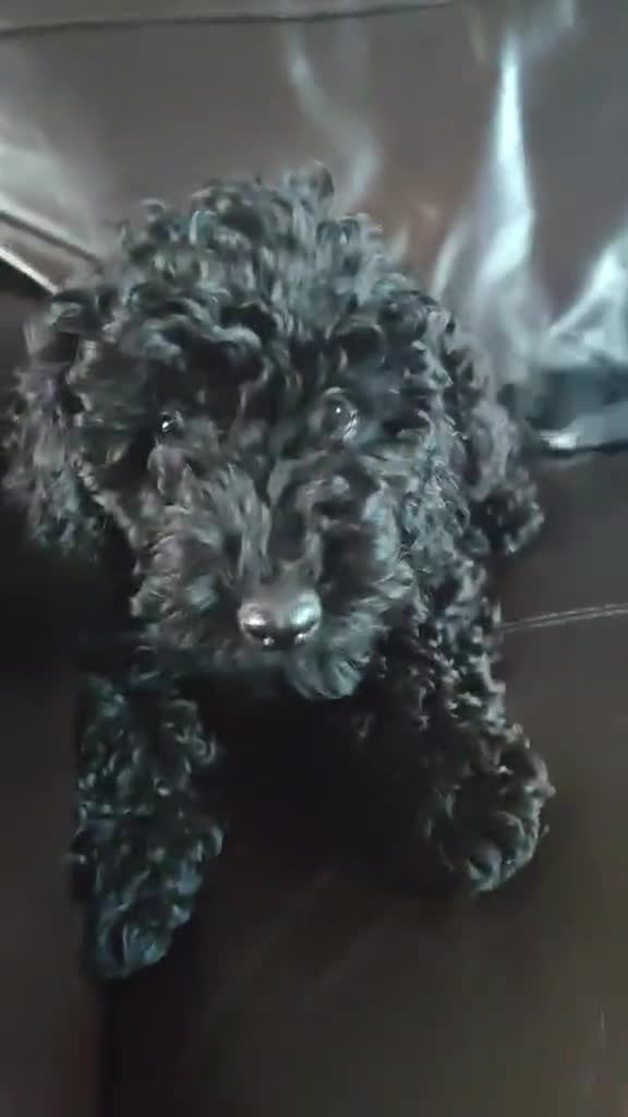 Mixed Breed cats for sale: For sale miniature poodle last boy and last girl  - Video 3