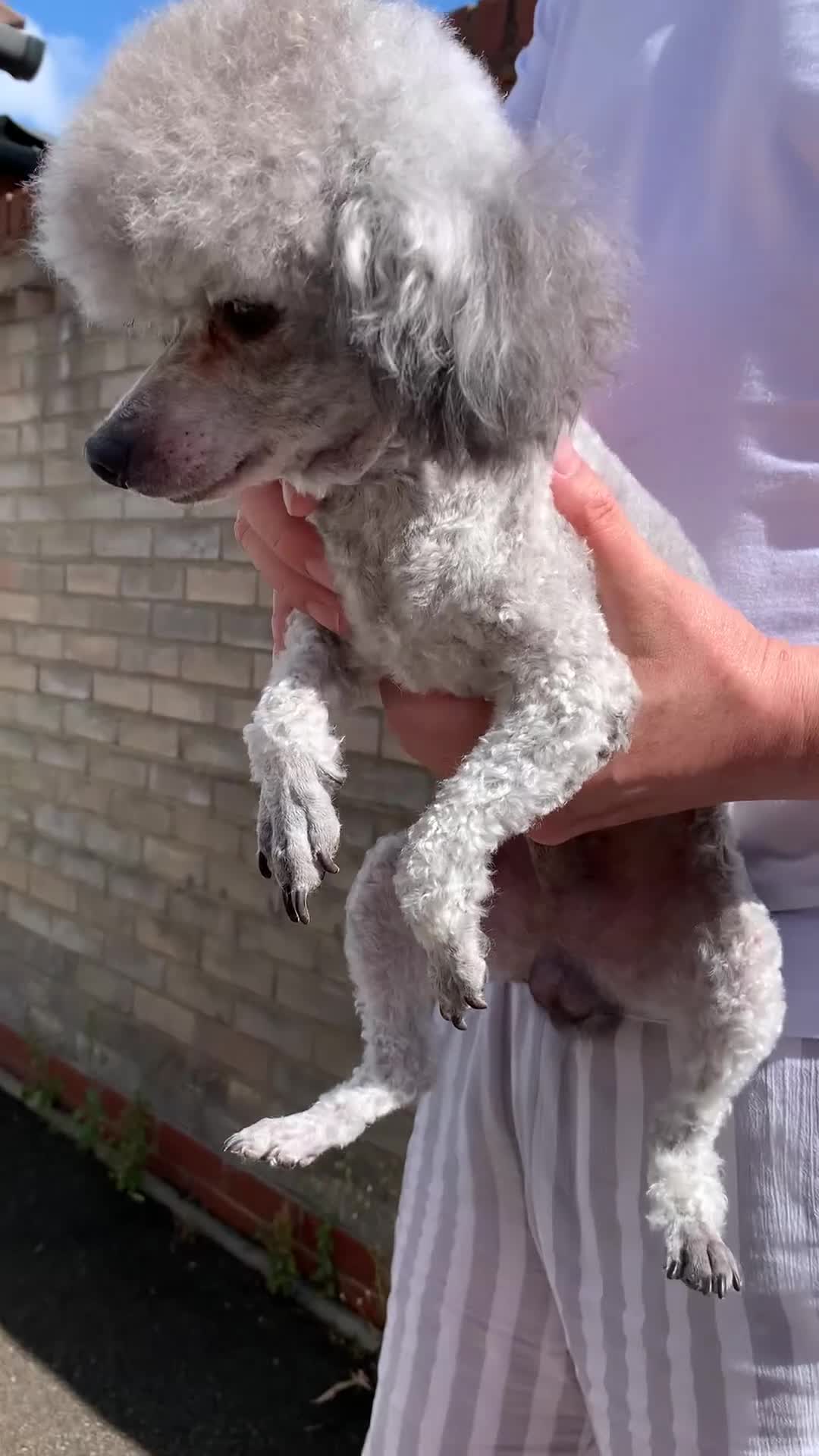 Toy Poodle dogs for sale: Asian Blood Toy Poodle- Boy - Video 1