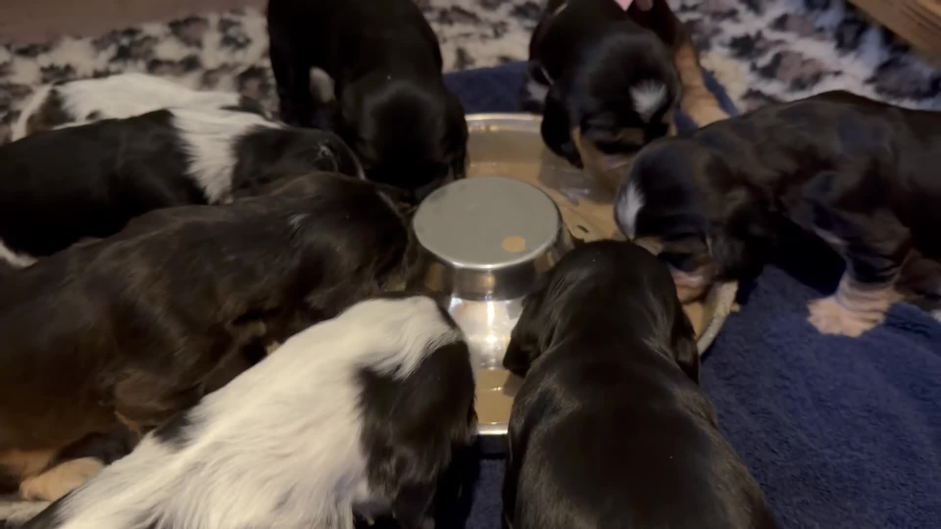 Cocker Spaniel dogs for sale: Outstanding KC Show cocker spaniel puppies - Video 3