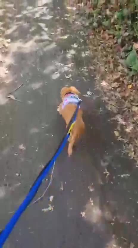 Mixed Breed dogs for adoption: Little (Tiny) Lady - Video 1