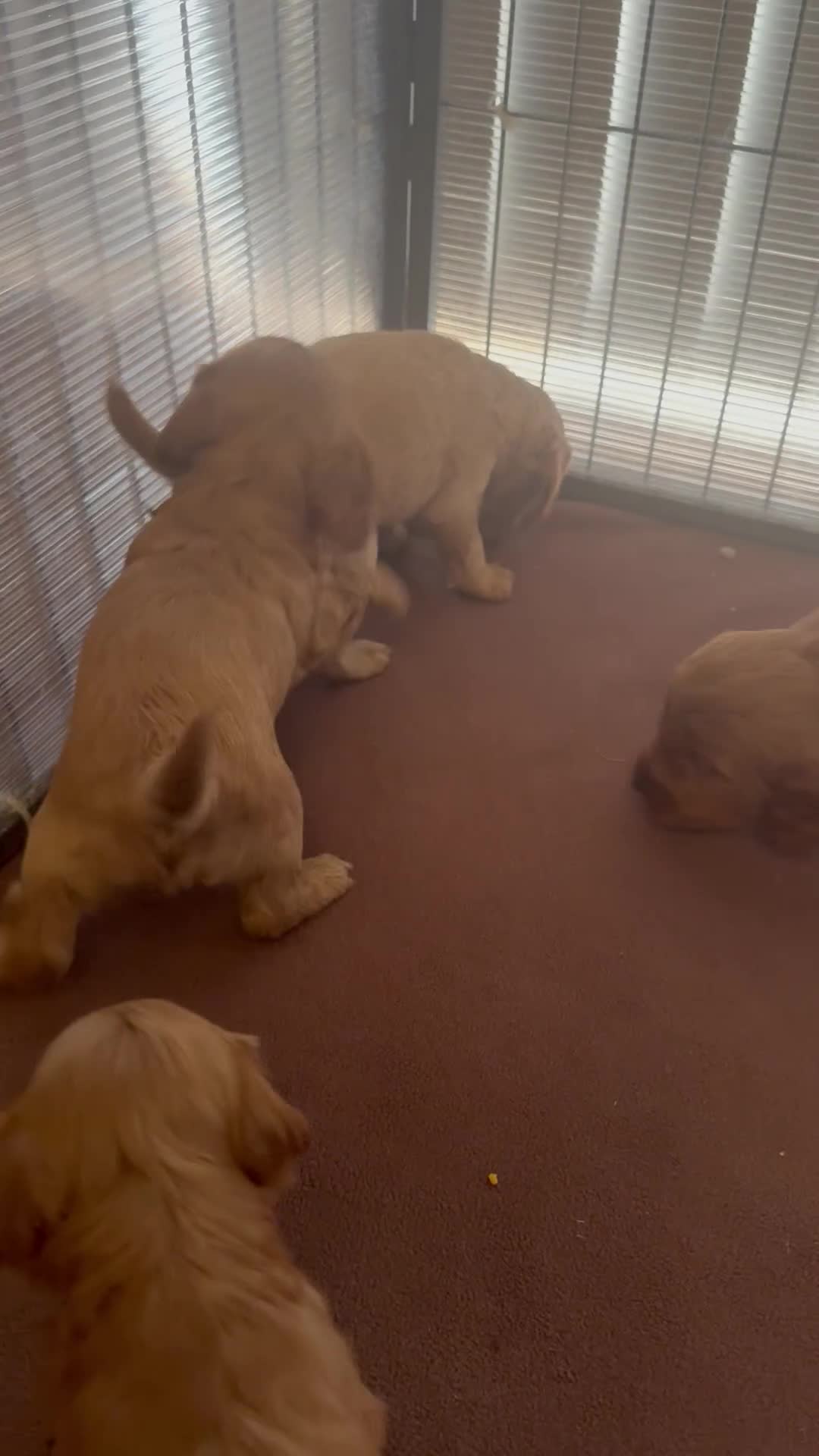 Cockapoo dogs for sale: Cockapoo Puppies in Beauly - Video 1