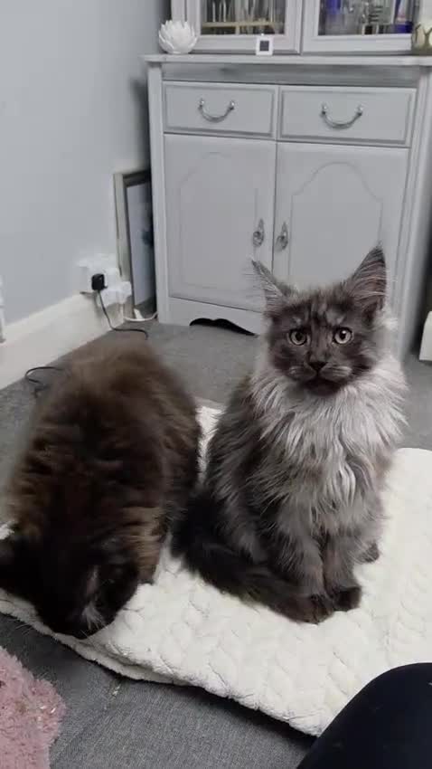 Maine Coon cats for sale: Stunning Pedigree Maine Coon Kittens for Sale - Video 1
