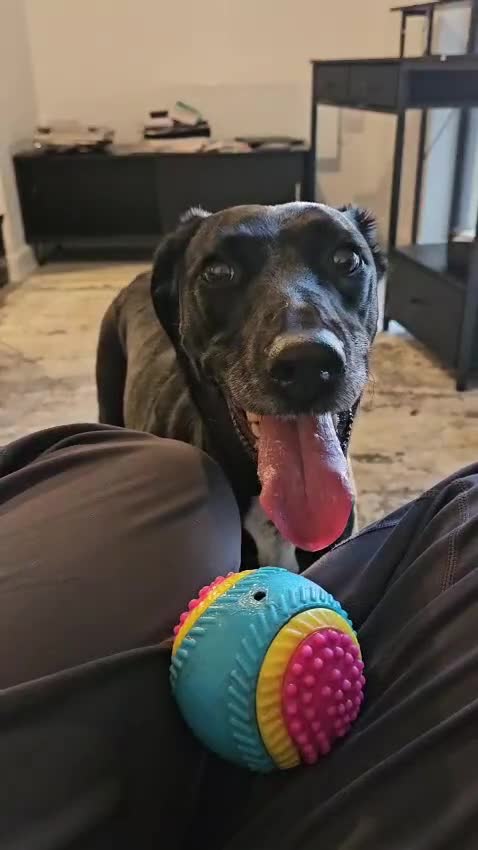 Mixed Breed dogs for adoption: ❤️🐶 LILY – EVERYTHING PEOPLE DREAM OF IN A DOG in Sale - Video 2