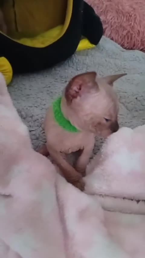 Sphynx cats for sale: Gccf sphynx kittens parents health tested  - Video 1