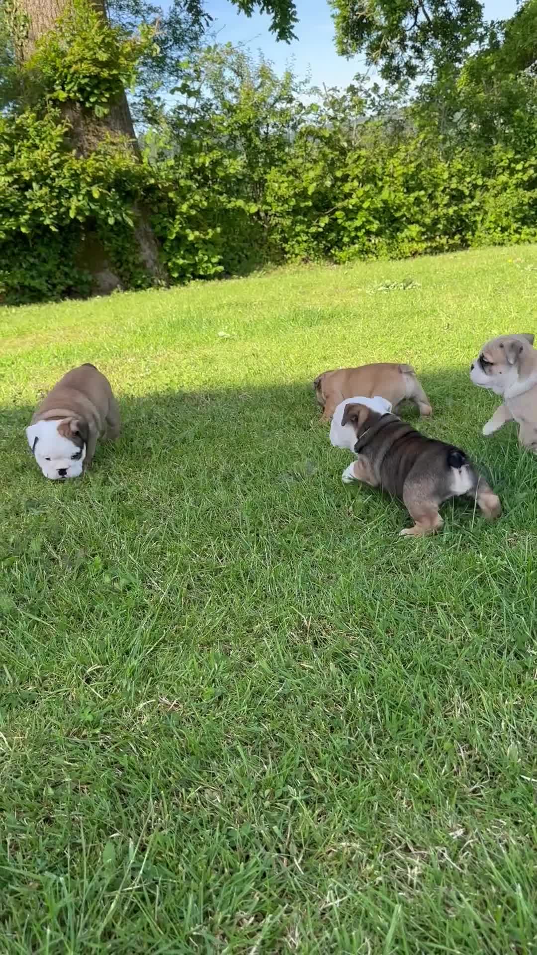 English Bulldog dogs for sale: Stunning red/white kc reg English bulldog puppies  - Video 1