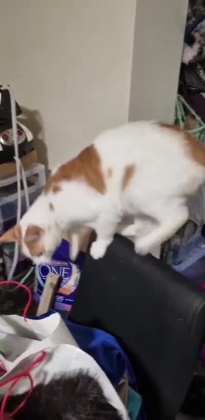 Domestic Shorthair cats for adoption: Adopt from Cats in Crisis East London - Video 4