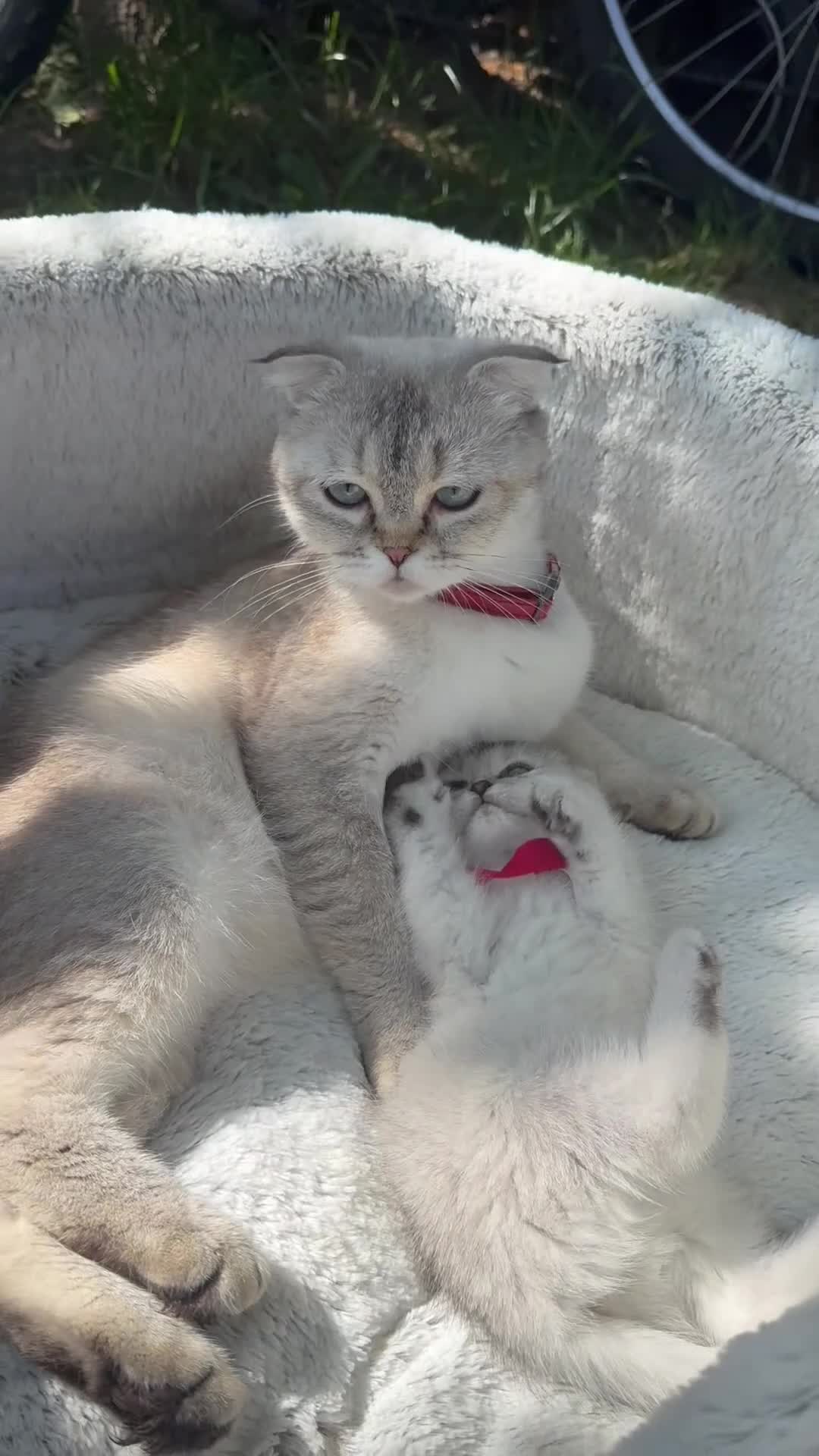 Scottish Fold cats for sale: Scottish fold - Video 1
