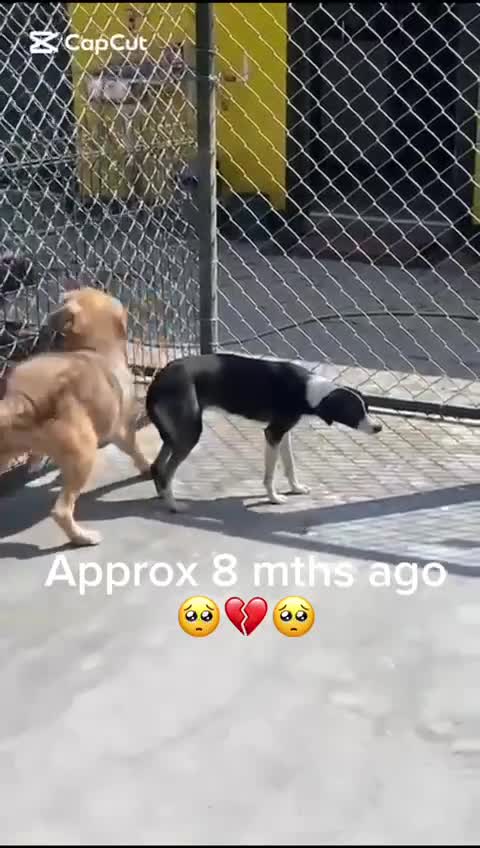 Mixed Breed dogs for adoption: Kaia, 1.5 yrs approx. Available for adoption. - Video 1