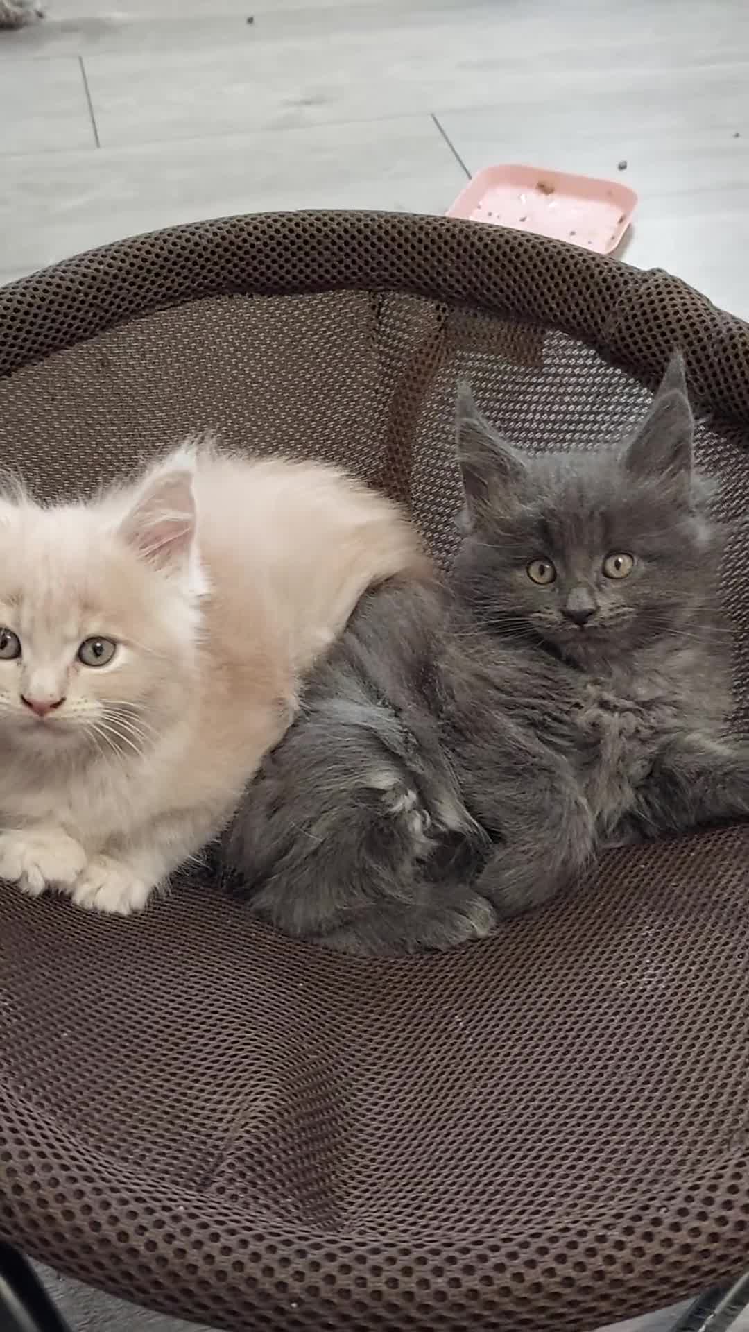 Maine Coon cats for sale: Maine coon for sale - Video 2