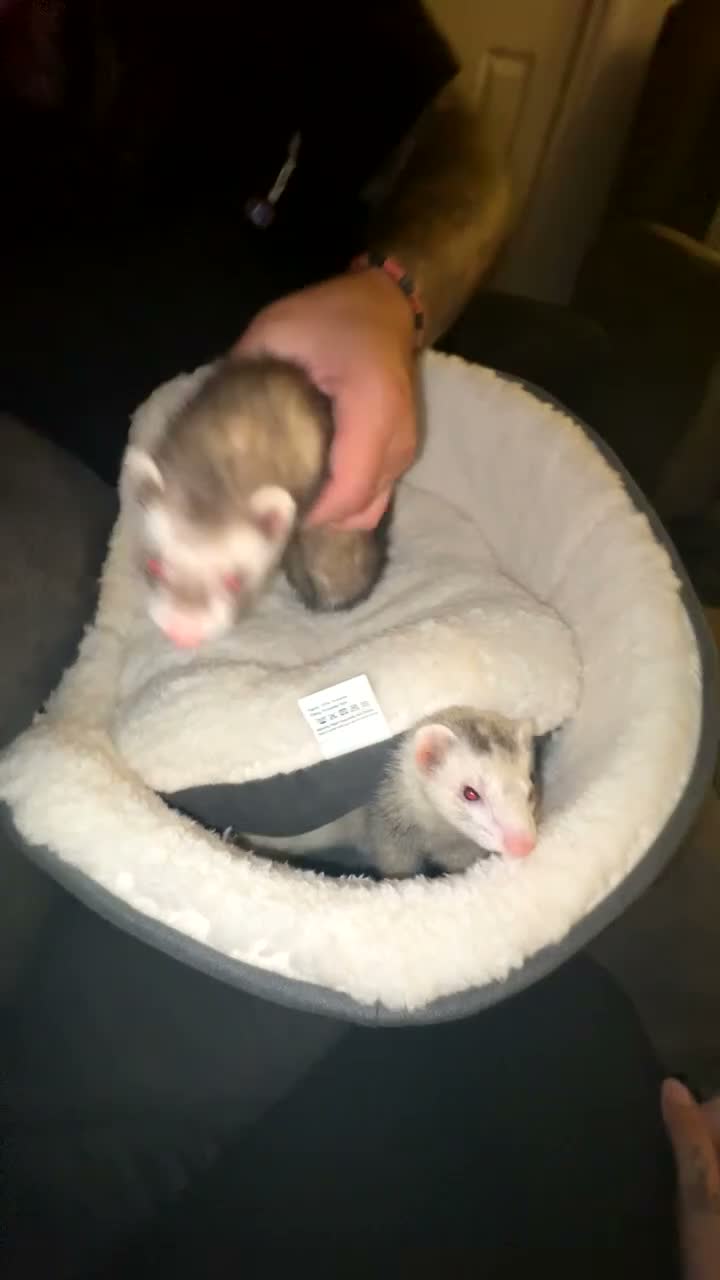Ferret rodents for sale: Two female ferrets and whole set up.  - Video 1
