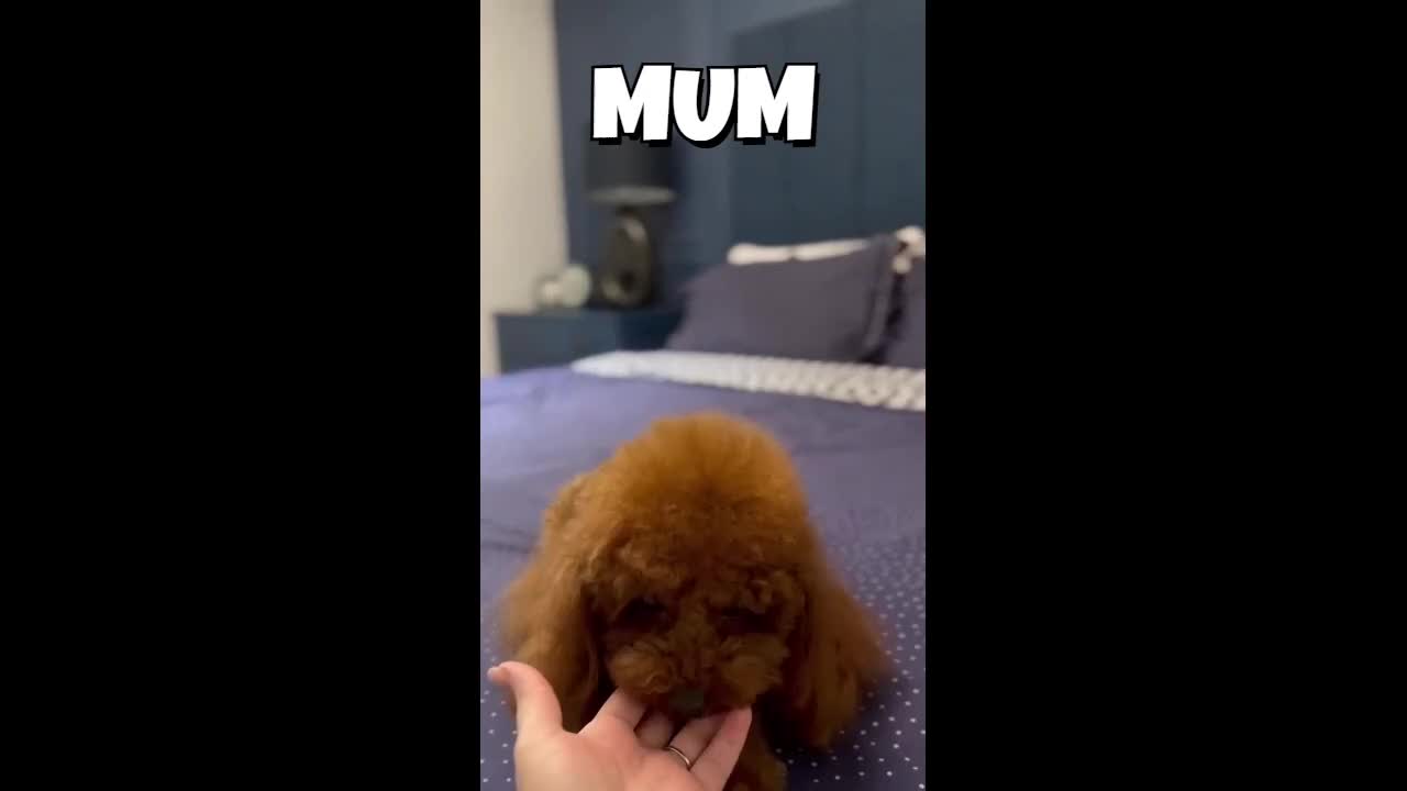 Toy Poodle dogs for sale: READY TO GO ASIAN DARK RED TOY POODLE PUPPIES - Video 1