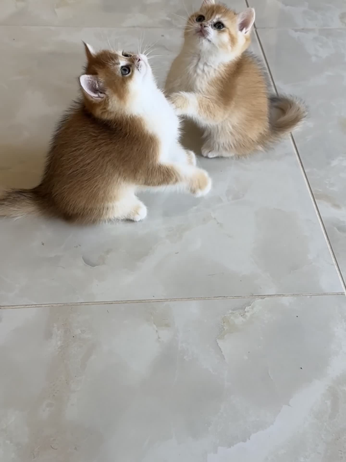 British Shorthair cats for sale: Golden shaded British Shorthair kittens Teddies  - Video 4