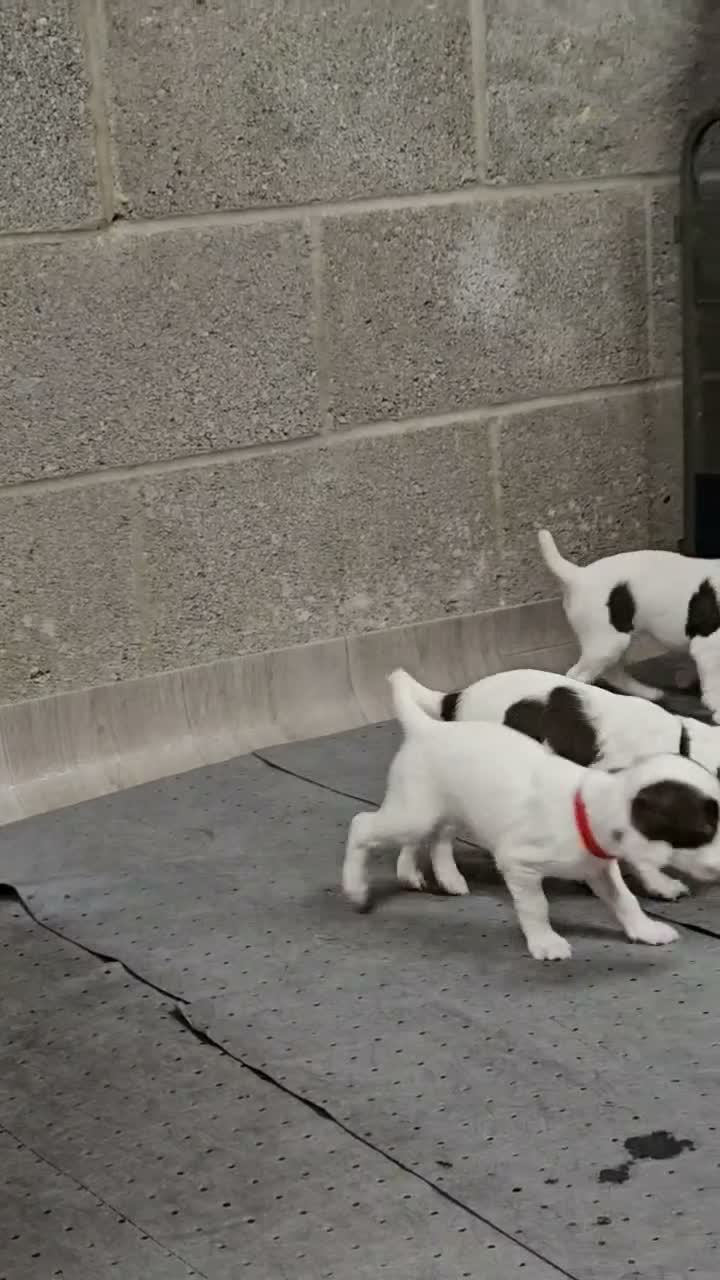 English Springer Spaniel dogs for sale:  KC REGISTERED ENGLISH SPRINGER SPANIEL PUPPIES  - Video 4