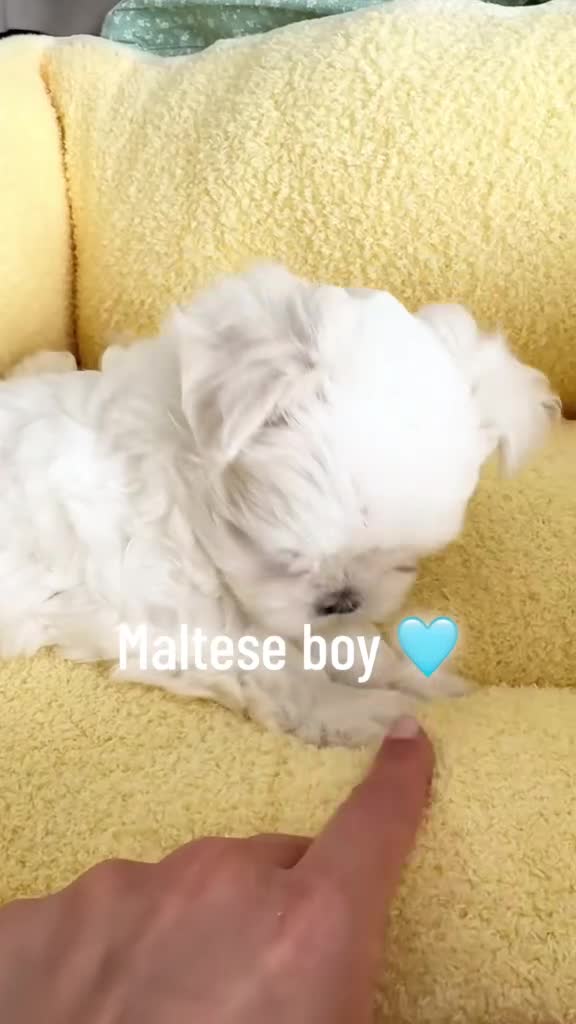 Maltese dogs for sale: ✨Exceptional Full Korean Maltese Boy✨ - Video 1