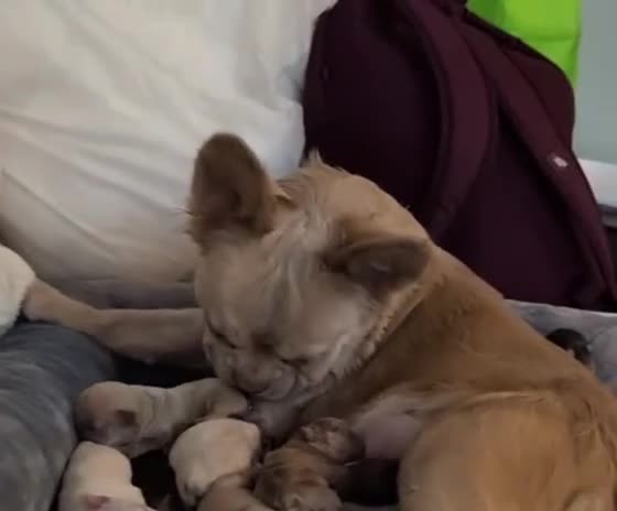 French Bulldog dogs for sale: 🔥 Unbelievable litter of 11 French Bulldogs 😍 - Video 1