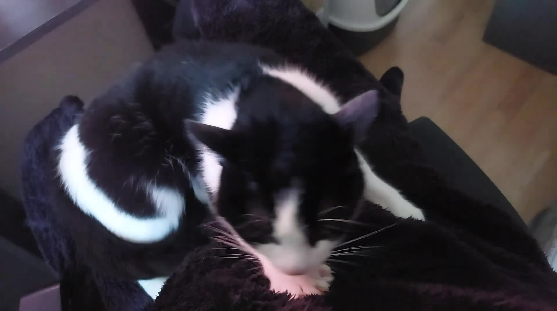 British Shorthair cats for sale: Adult cats looking for a new home - Video 1