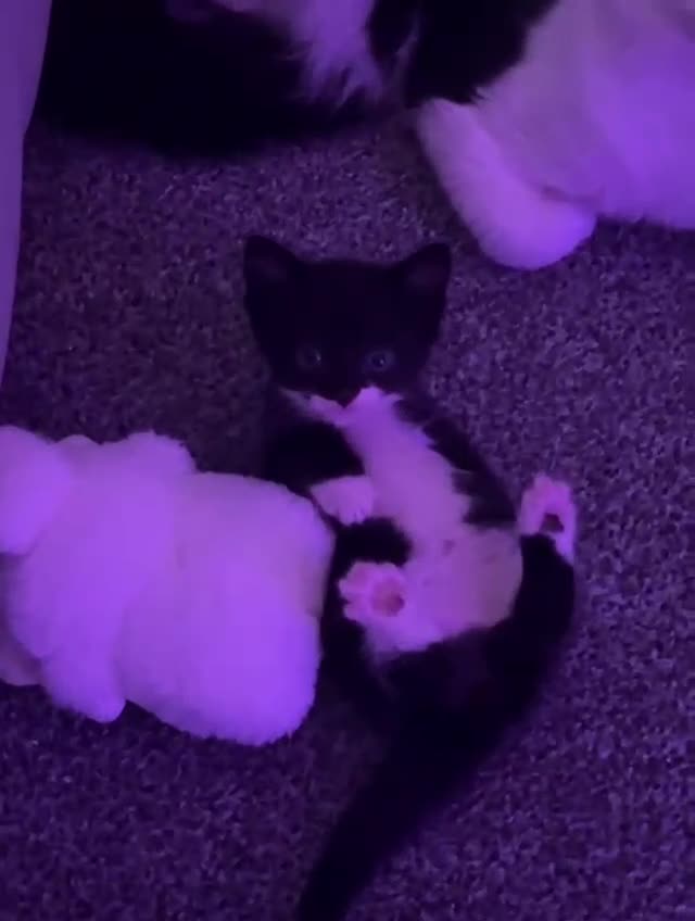 Mixed Breed cats for sale: Beautiful kittens for sale - Video 1