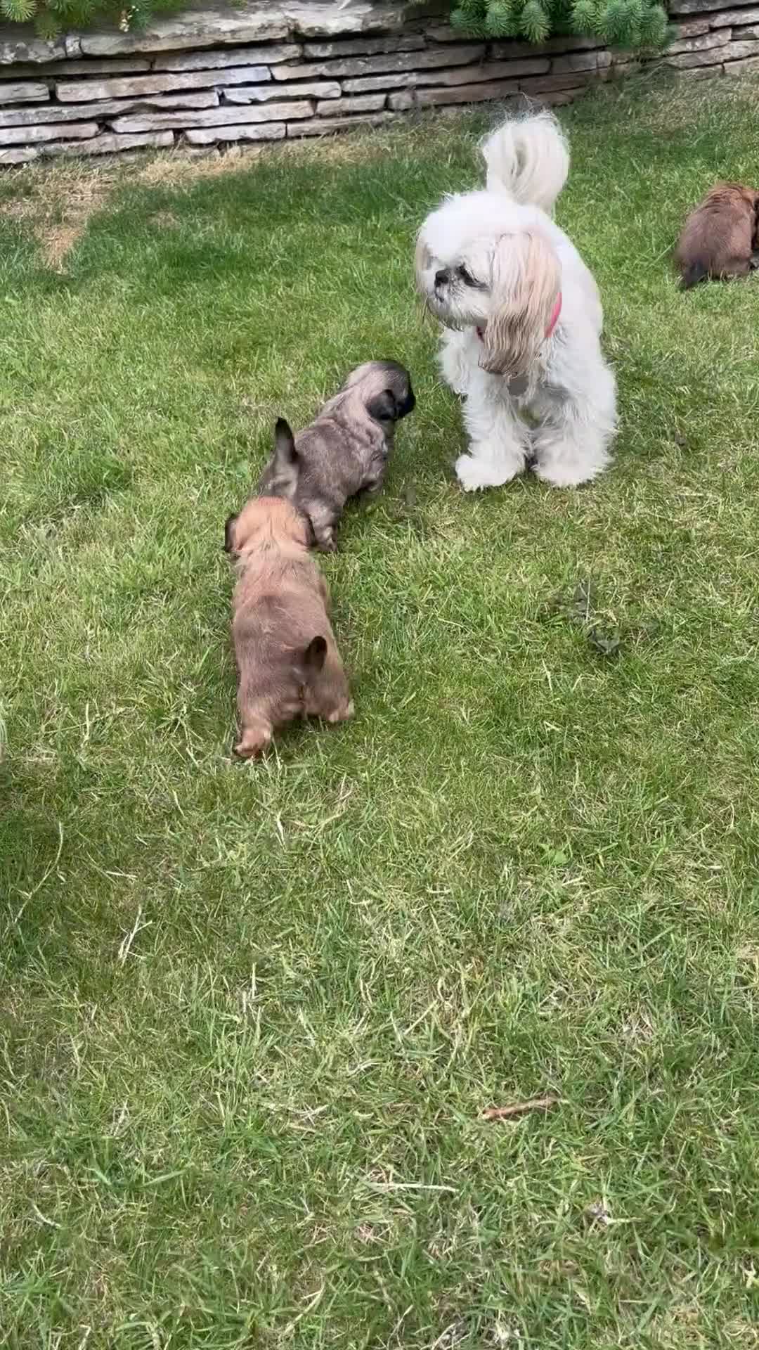 Shih Tzu dogs for sale: Incredibly loved Shih Tzu puppies  - Video 2