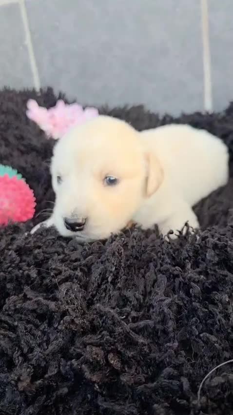 Golden Retriever dogs for sale: Beautiful golden retriever pups  - Video 5