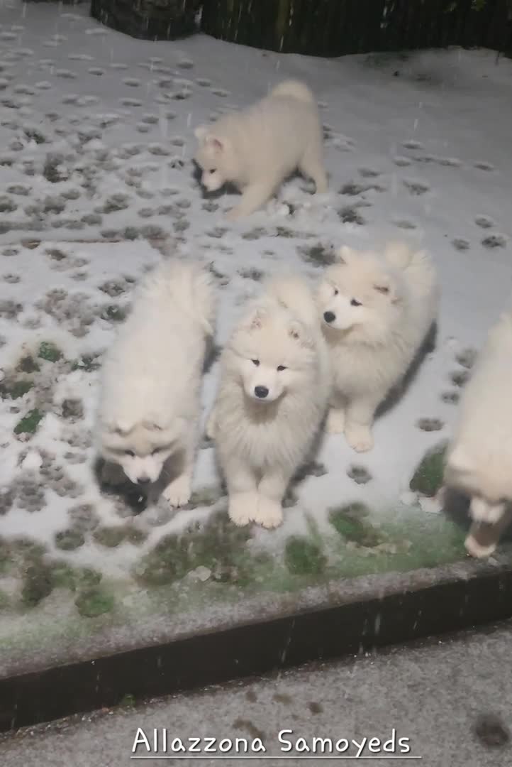 Samoyed dogs for sale: ALLAZZONA SAMOYEDS WAITING LIST  in Leek - Video 1