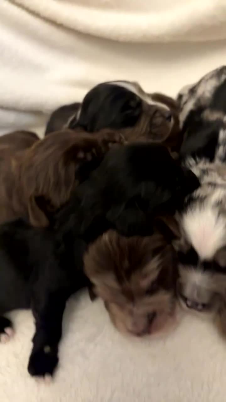 Cocker Spaniel dogs for sale: Cocker Spaniel Pups Seeking Forever Homes!💖 - Video 1