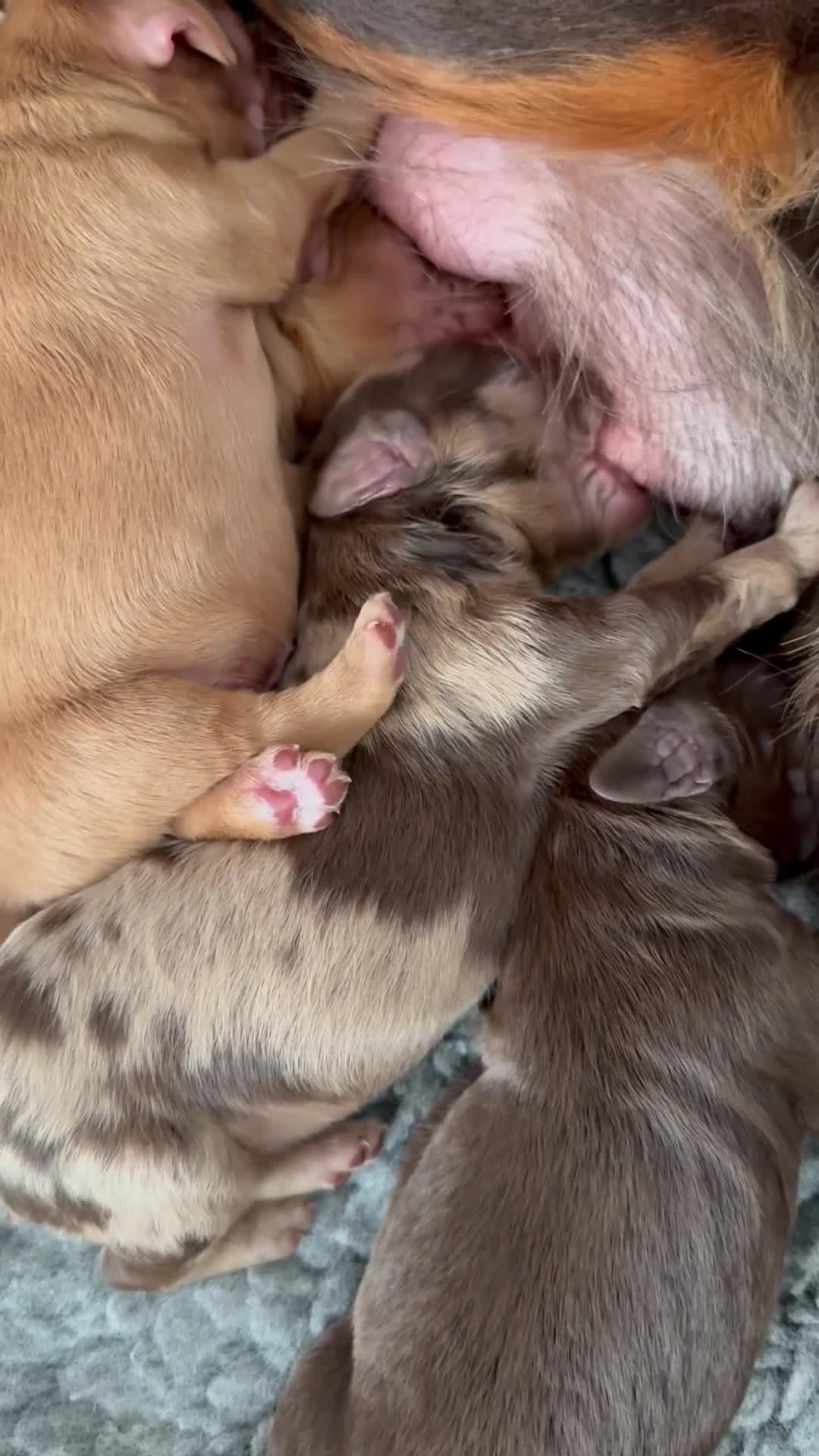 Cockapoo dogs for sale: DNA CLEAR, Stunning F1 Cockapoo puppies - Video 1
