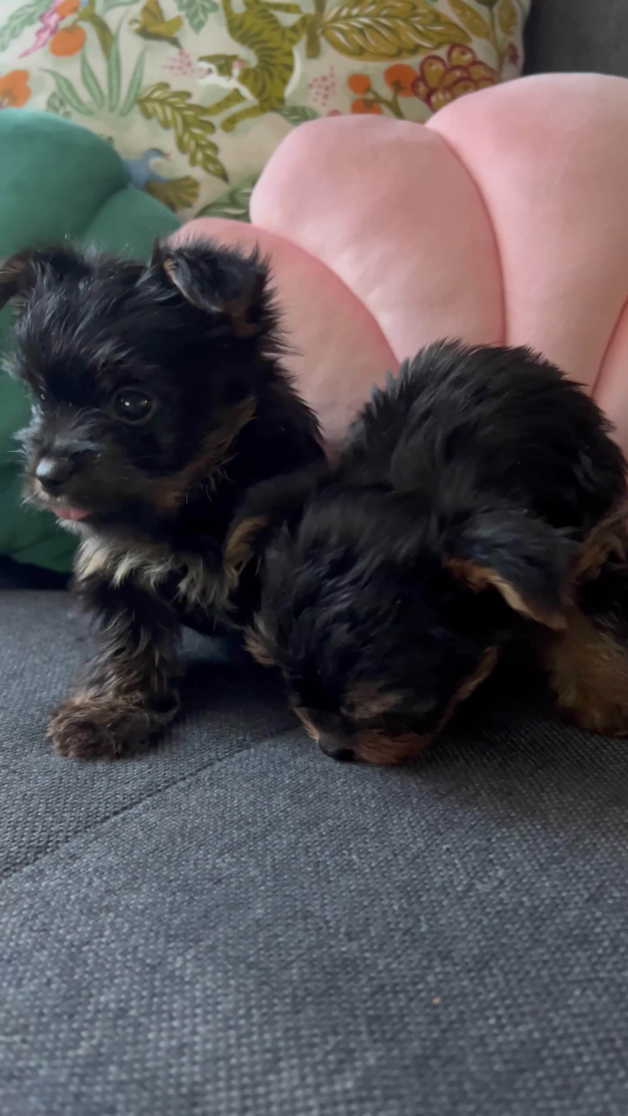Yorkshire Terrier dogs for sale: Tiny pedigree Yorkie pups.  - Video 3