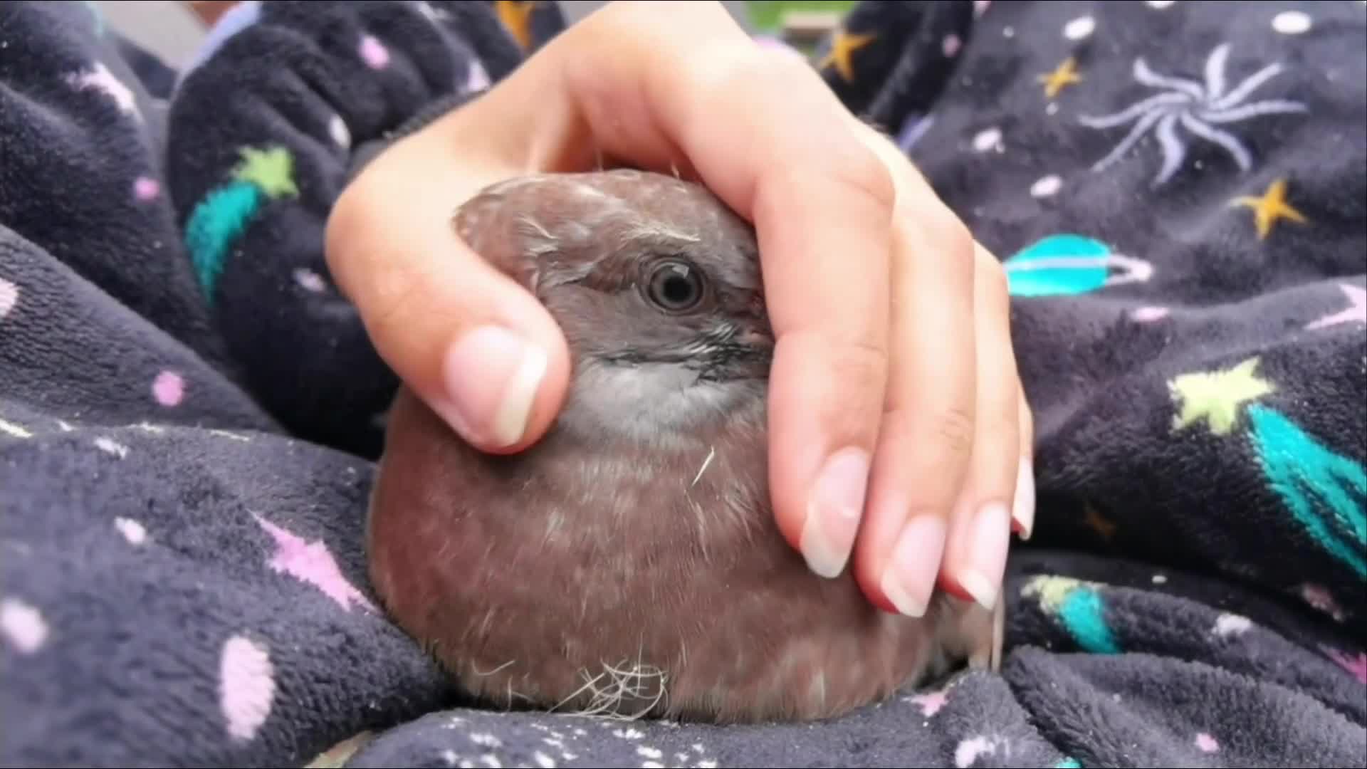 Pigeons birds for sale: Pigeon (Ash Red Check) - [Semi Hand-Raised Baby] - Video 1