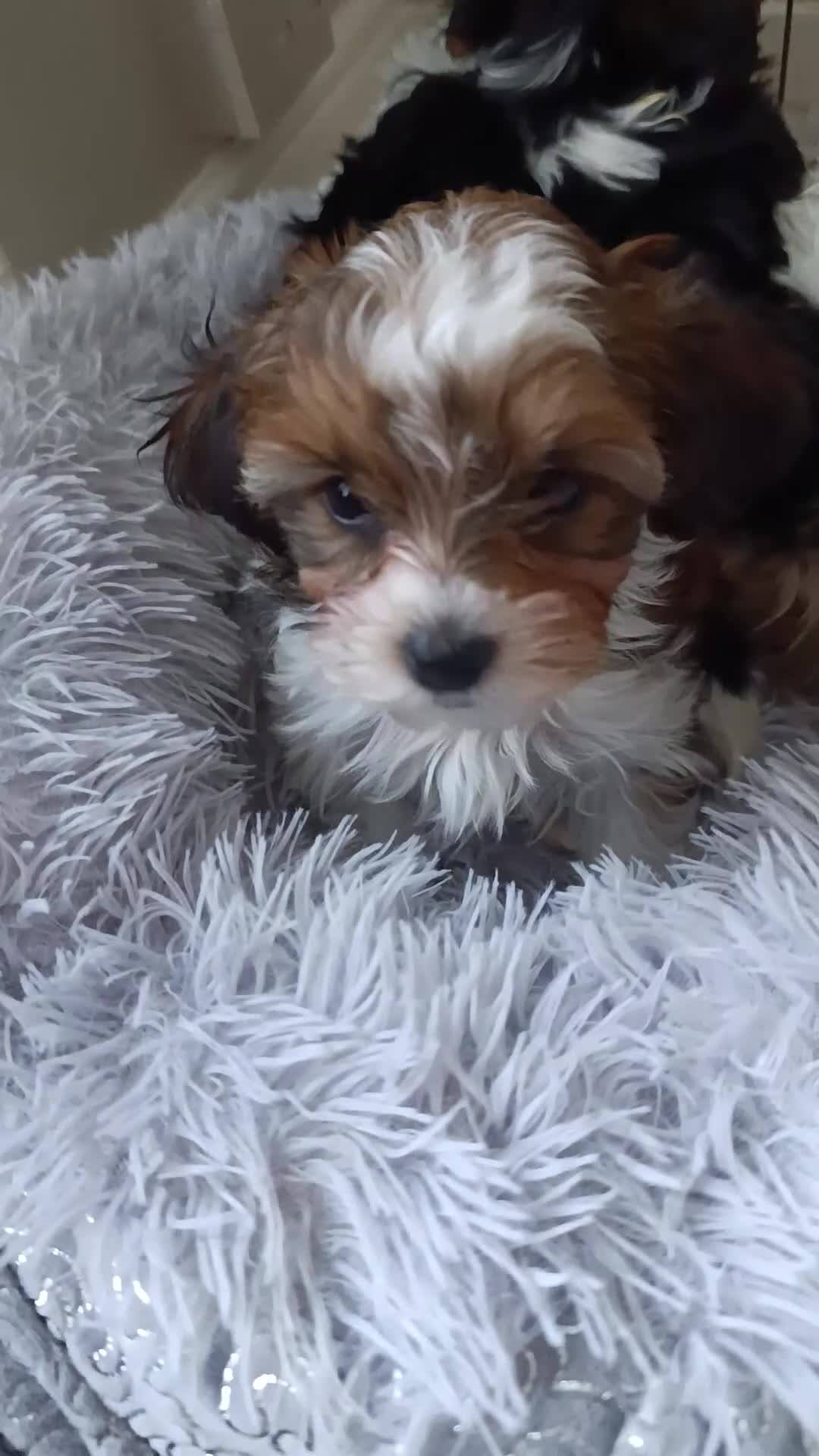 Yorkshire Terrier dogs for sale: Posh puppies😍 colored Yorkshire terrier, Biewer - Video 1
