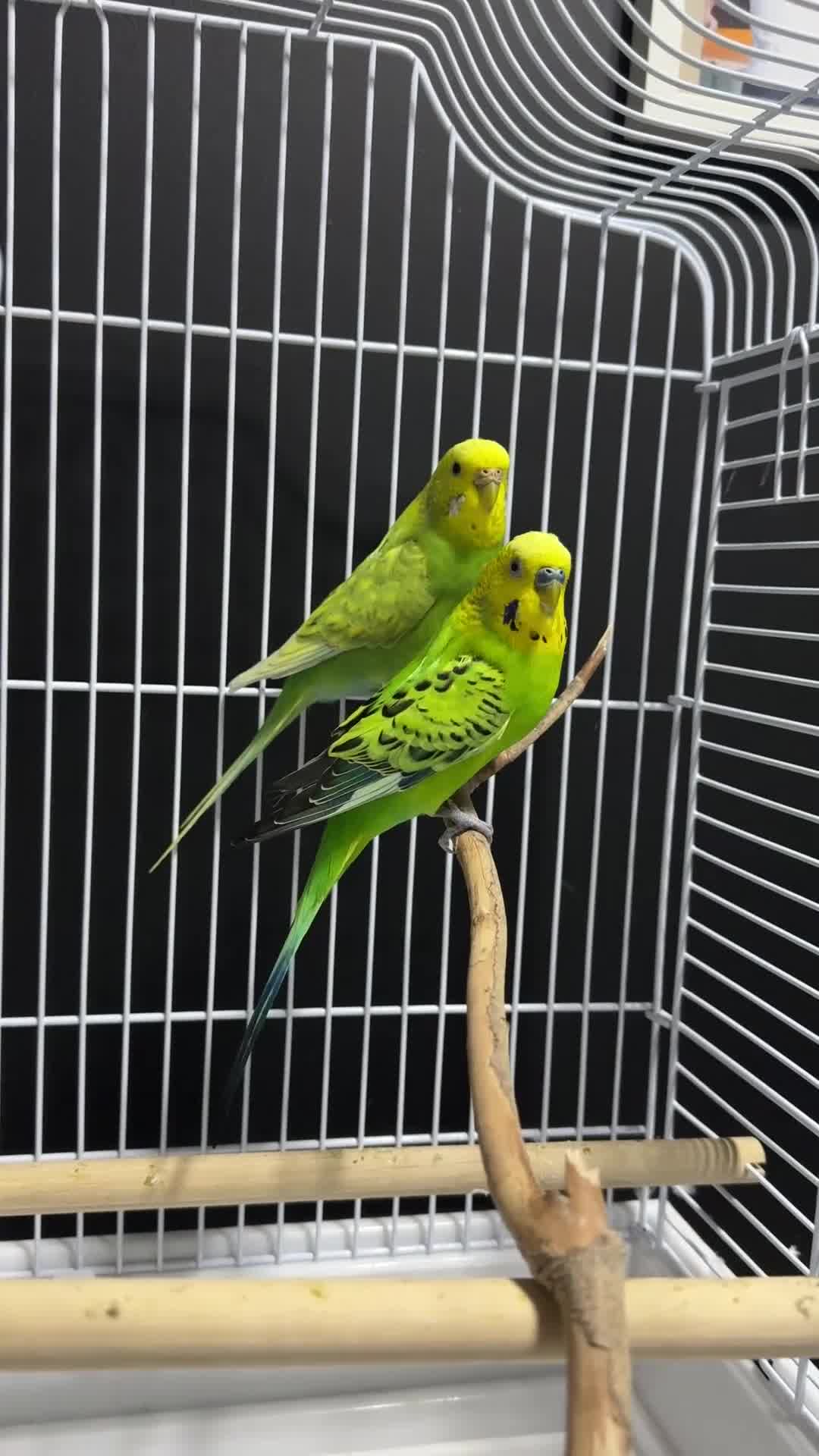 Budgerigars birds for sale: Beautiful Pair of Budgies  - Video 1