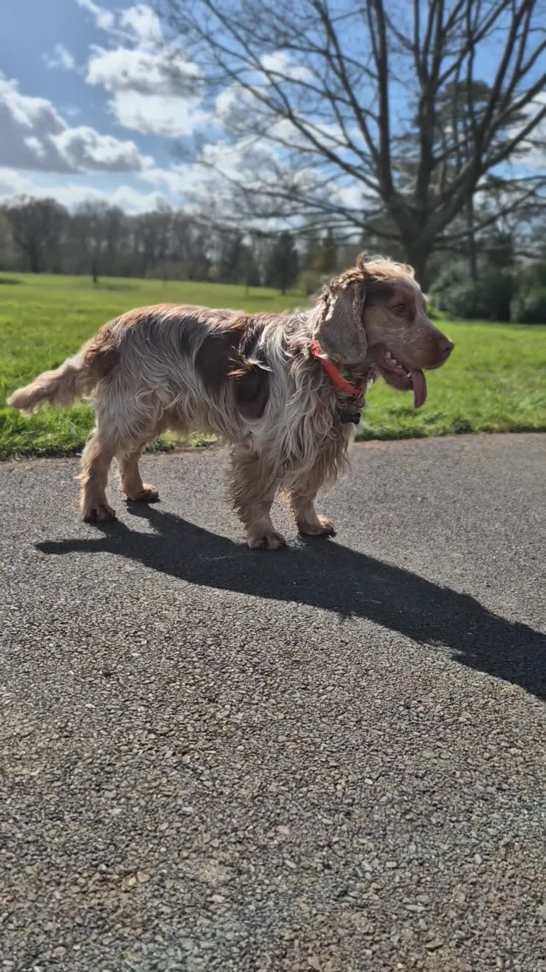 Cocker Spaniel dogs for stud: Health Tested Chocolate Sable Roan Show Type  - Video 1