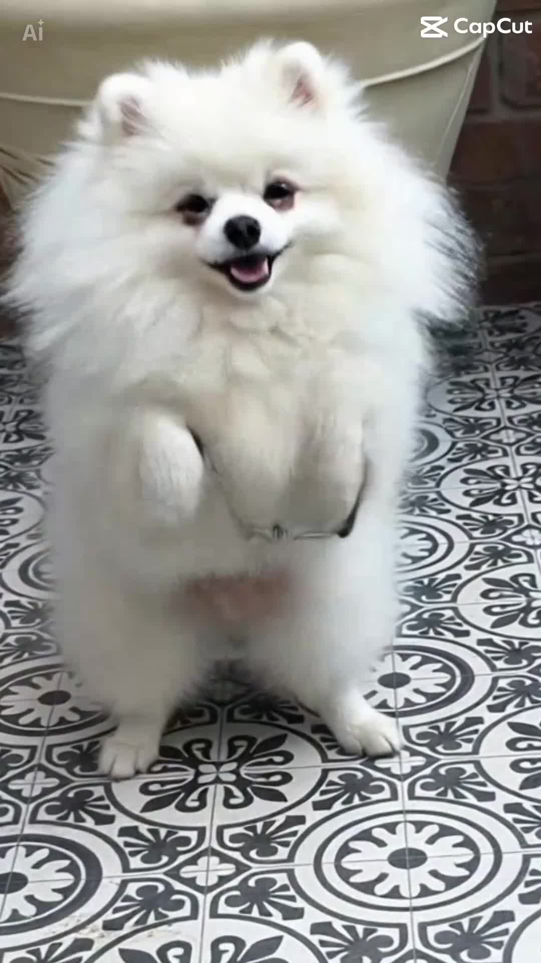 Pomeranian dogs for sale: I am selling my Pomeranian fully KC registered  - Video 1