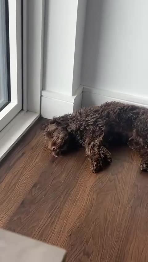 Cockapoo dogs for sale: 8 month F1 Cockapoo Male in London - Video 1