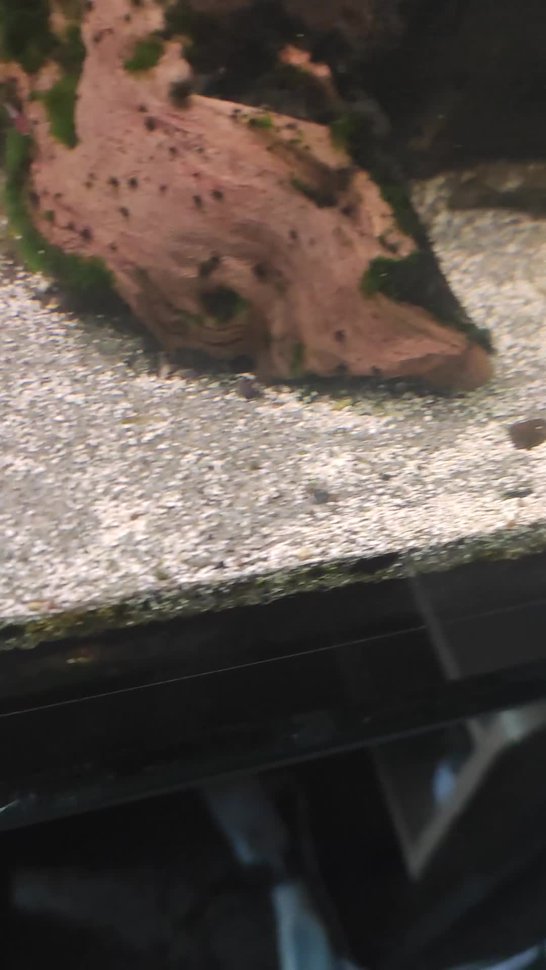 Plecos fish for sale: Young bristlenose plecs  in Chorley - Video 2
