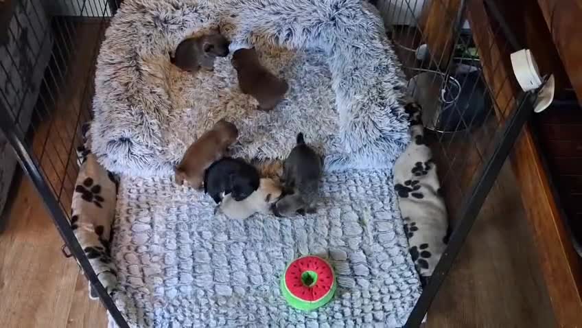 Pomchi dogs for sale: 🐶 Beautiful Pomchi pup – 🐶 - Video 2