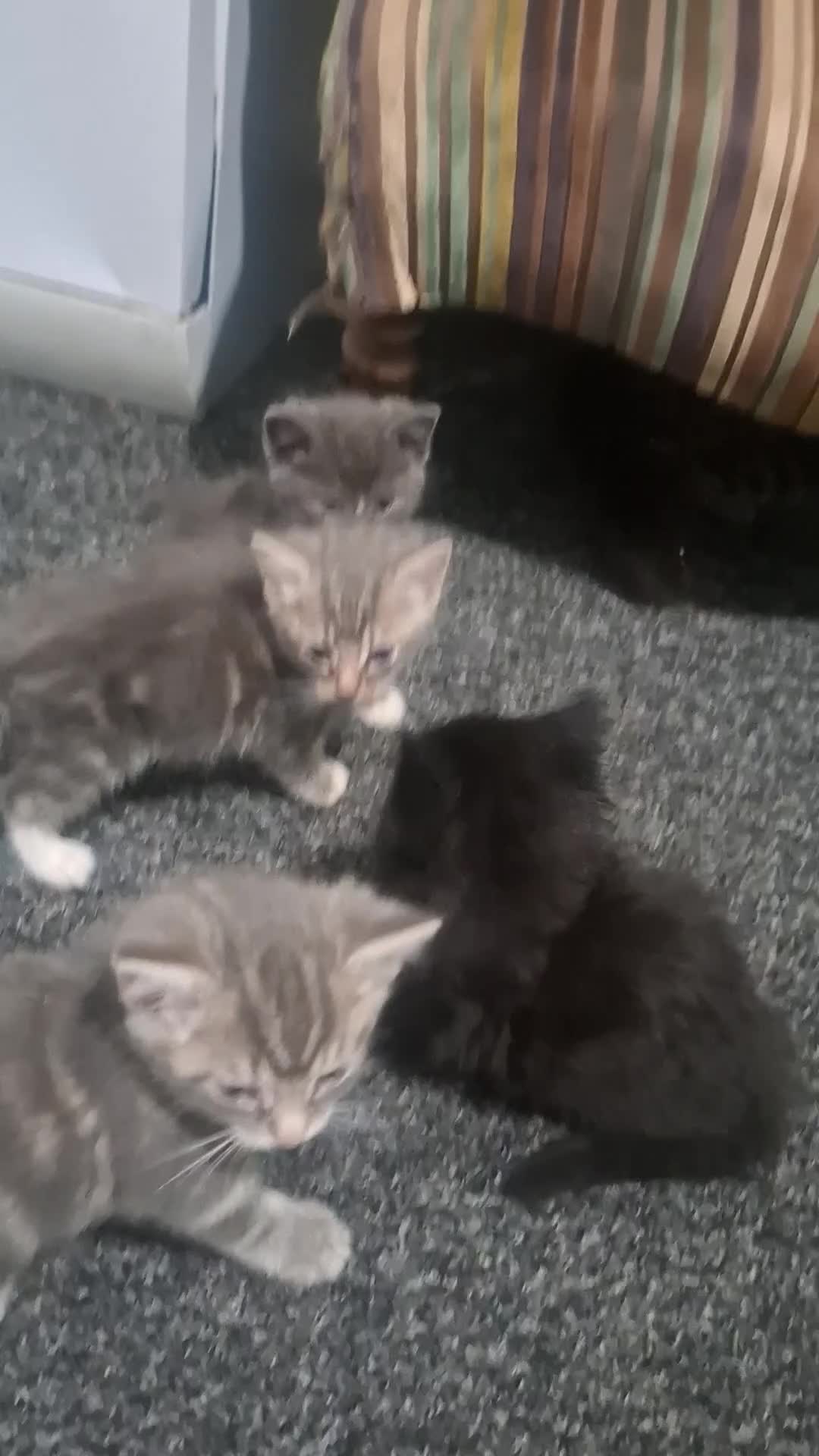 Mixed Breed cats for sale: Fluffy kittens  - Video 3