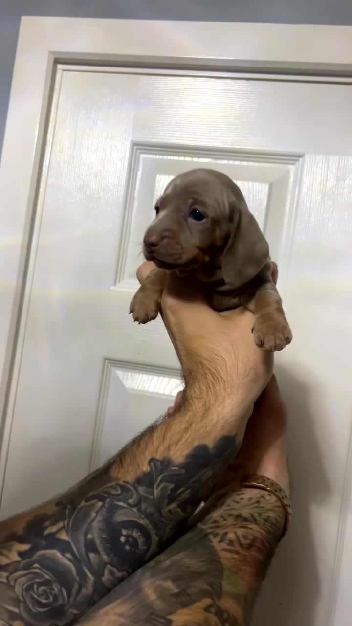 Miniature Dachshund dogs for sale: Isabelle tan dapple miniature dachshund KC reg - Video 3