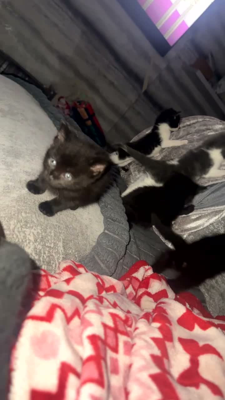 Domestic Shorthair cats for sale: Playful kittens - Video 2