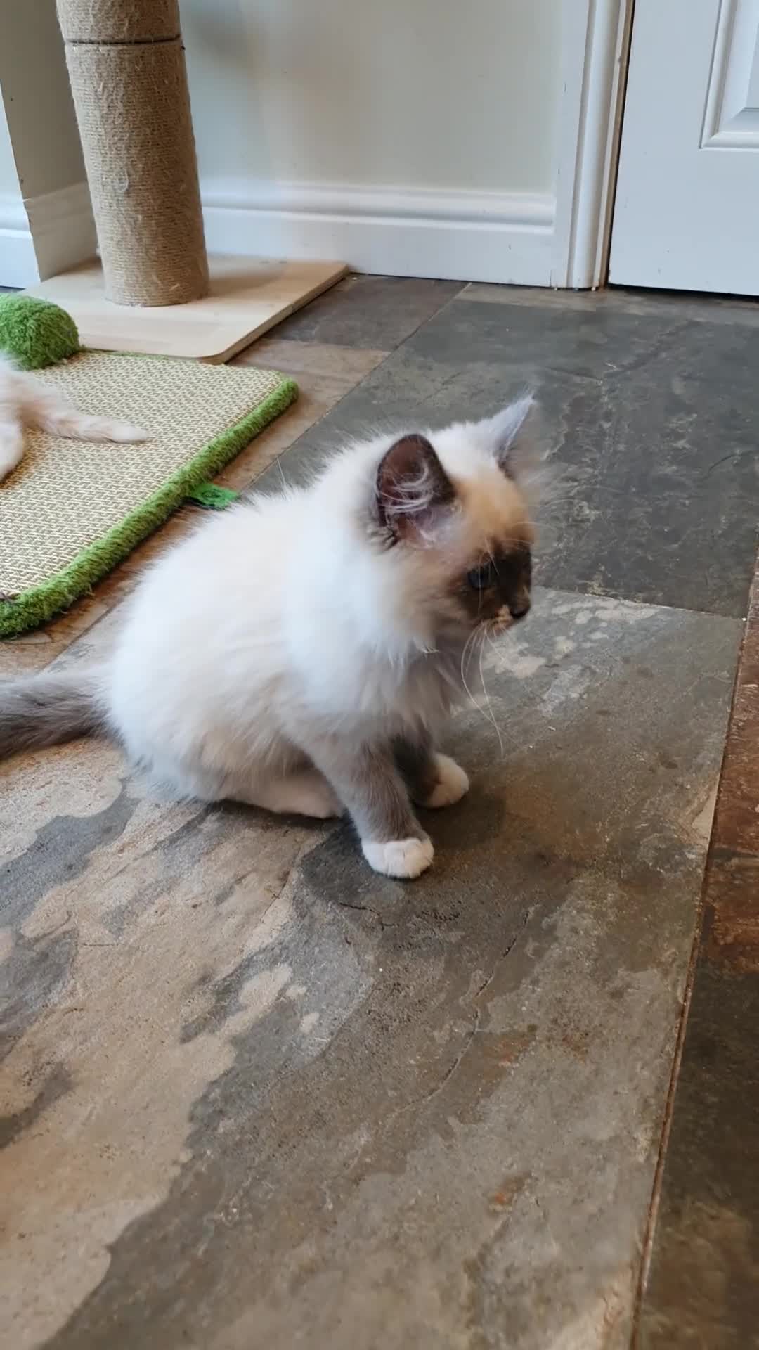 Ragdoll cats for sale: 💖Very Beautiful GCCF Registered Ragdoll Kittens. - Video 2