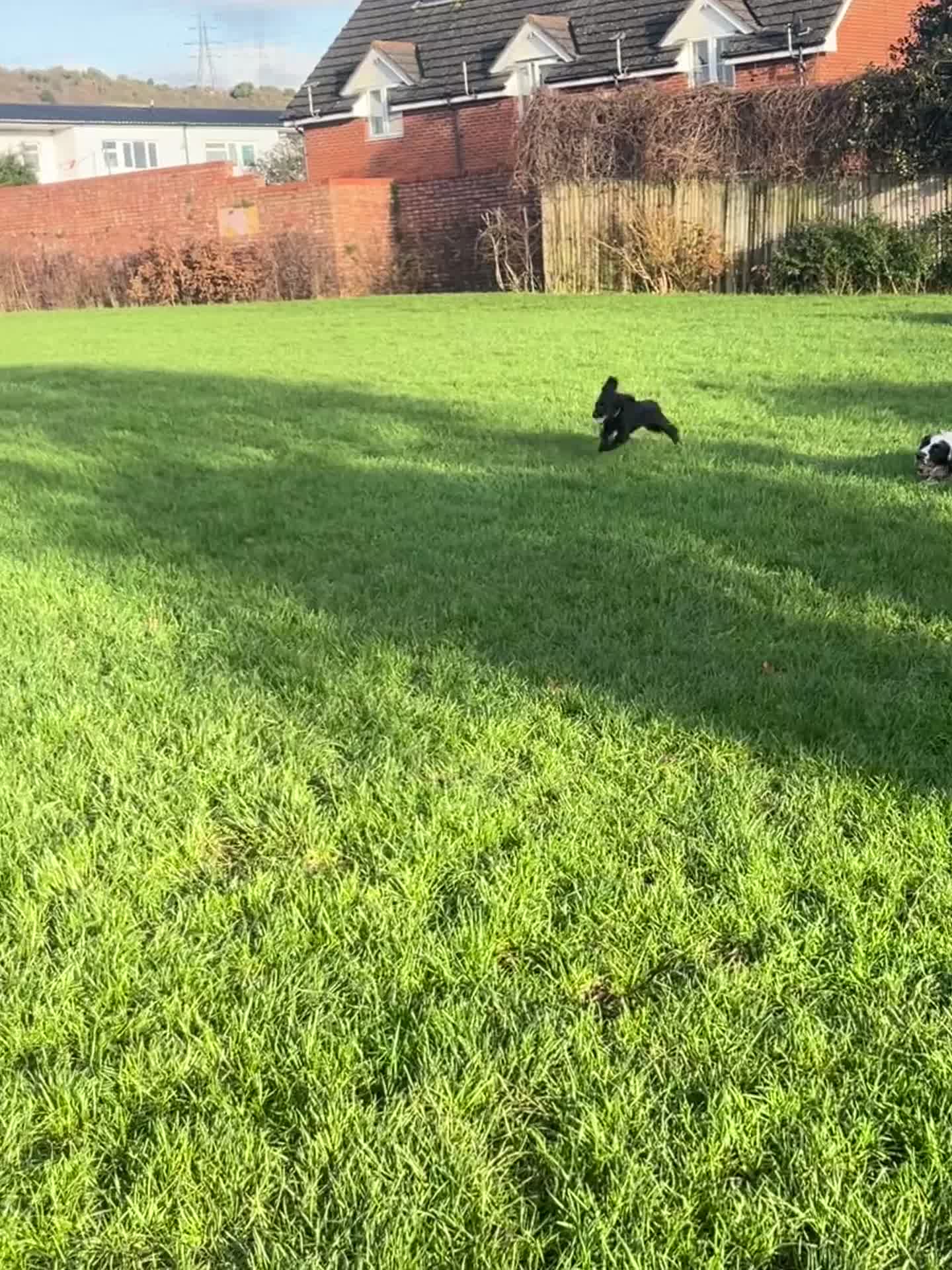 Cocker Spaniel dogs for sale: Beautiful Black Cocker Spaniel. - Video 1