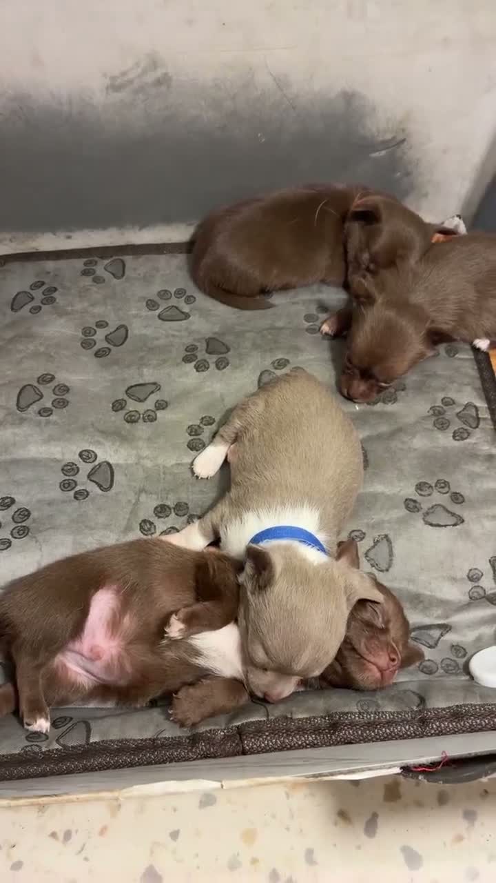 Chihuahua dogs for sale: Chihuahua  - Video 1