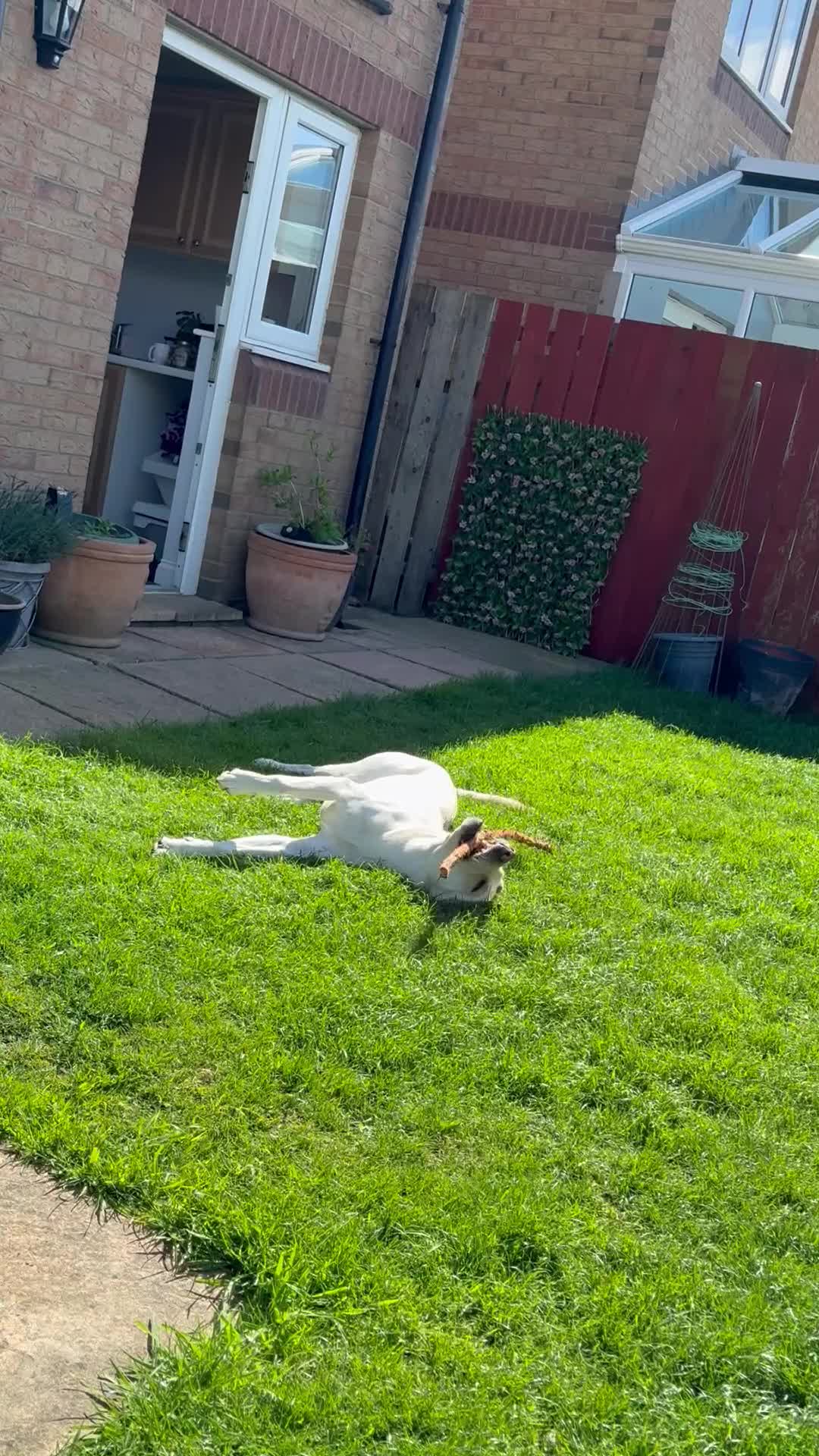 Labrador Retriever dogs for stud: White Labrador stud in Morpeth - Video 2