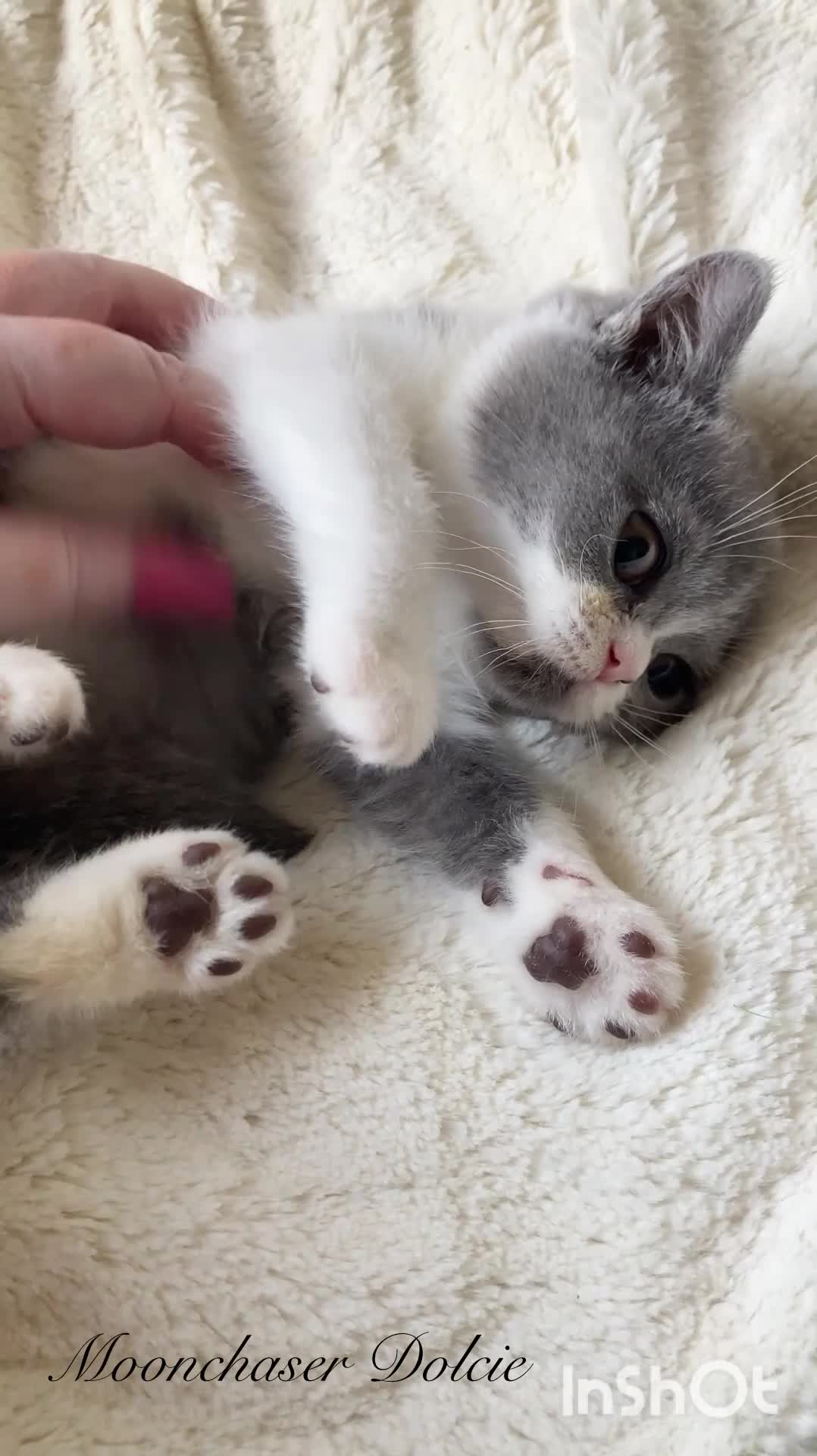 British Shorthair cats for sale: Gorgeous British Shorthairs Available - Registered - Video 1