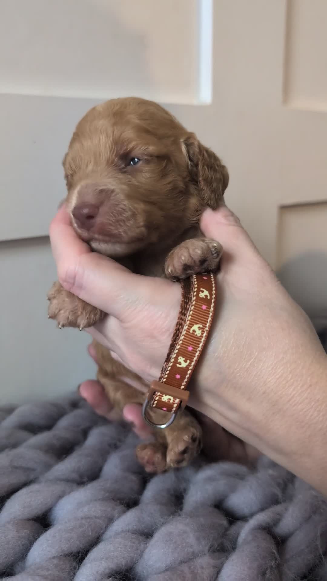 Cockapoo dogs for sale: Stunning F1 Show Toy Red Cockapoo puppies DNA ✔️ - Video 4