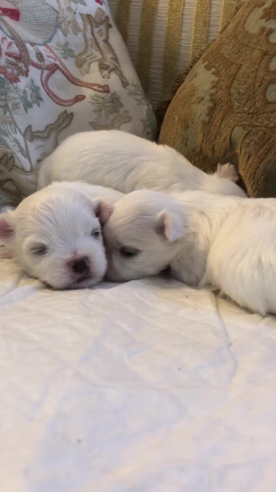 Maltese dogs for sale: MALTESE PUPPIES  in Canterbury - Video 1