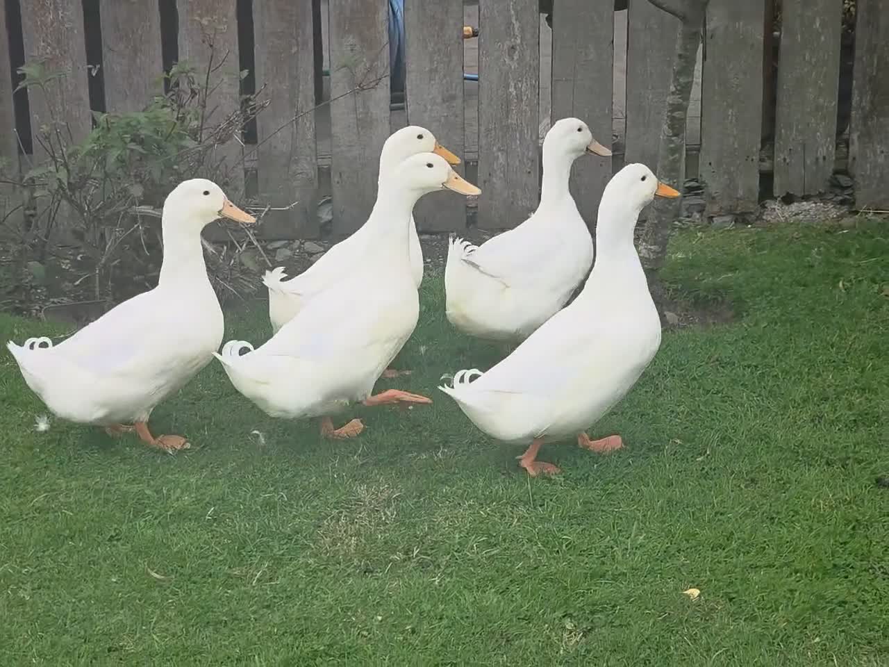 Ducks poultry for sale: Good home needed for 5 drakes in Stanley - Video 1