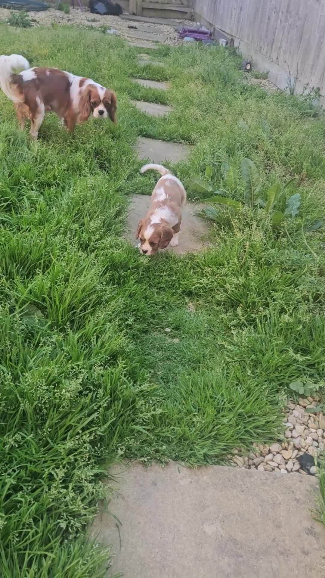 Cavalier King Charles Spaniel dogs for sale: Beautiful Blenheim puppies - Video 4